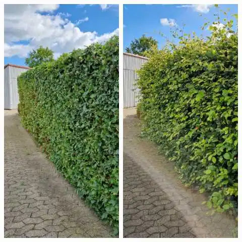 🌿 Hækkeklipning - Skab elegance og værdi i din have